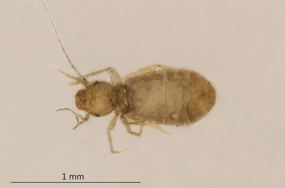 Example of a booklice specimen